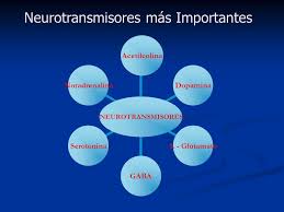 neurotransmisores 8