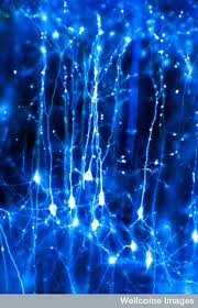 neurogenesis