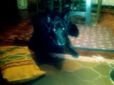 yaiza, mi perra pastor belga